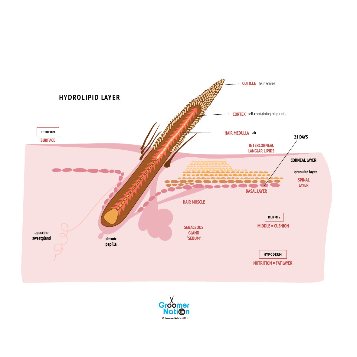 Understanding the Skin Barrier