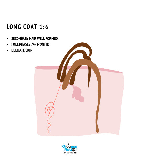 Understanding Coat Elasticity