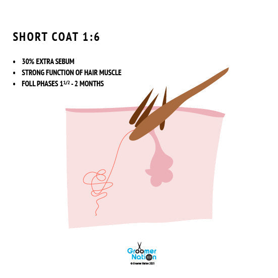 Understanding Hair Structure