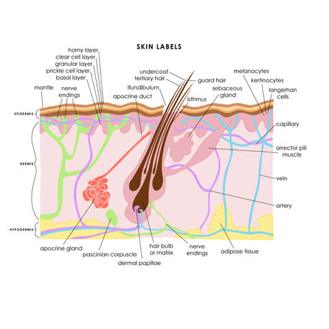 The Science of Healthy Skin