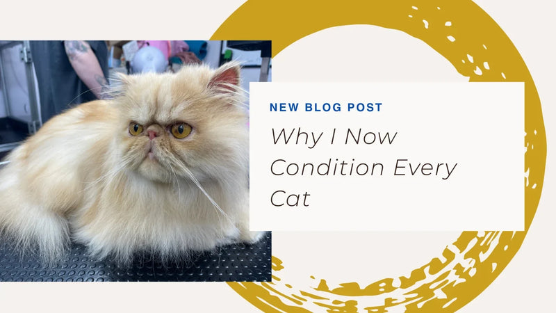 Why I now Condition every Cat - By Lexie Goldsmith