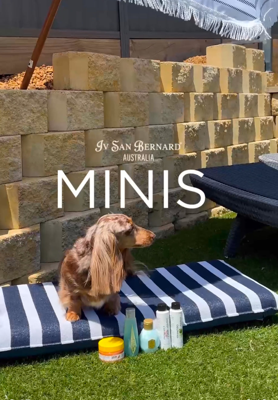 Small dog on a striped mat with pet care products, 'IV San Bernard Australia Minis' branding.